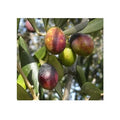  Olivo Taggiasca 5 Anni