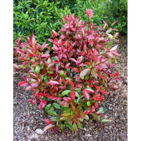  Photinia X Fraseri "Red Robin Compacta" Pianta Da Siepe Fotinia Compatta H. 20/40 Cm