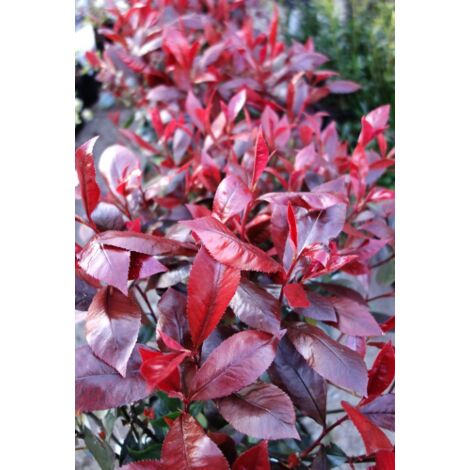  Photinia X Fraseri "Red Robin Compacta" Pianta Da Siepe Fotinia Compatta H. 20/40 Cm