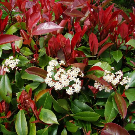  Photinia X Fraseri "Red Robin Compacta" Pianta Da Siepe Fotinia Compatta H. 20/40 Cm