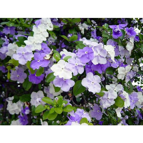  Pianta Di Brunfelsia In Vaso 24 Cm Foto Reali Piante Da Fiore