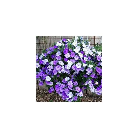  Pianta Di Brunfelsia In Vaso 24 Cm Foto Reali Piante Da Fiore