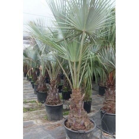  Palma Blu Del Messico "Brahea Armata" In Mastello 55 Cm H. 160/180 Cm