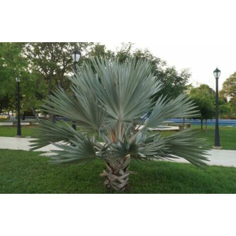 Palma Blu Del Messico "Brahea Armata" In Mastello 55 Cm H. 160/180 Cm
