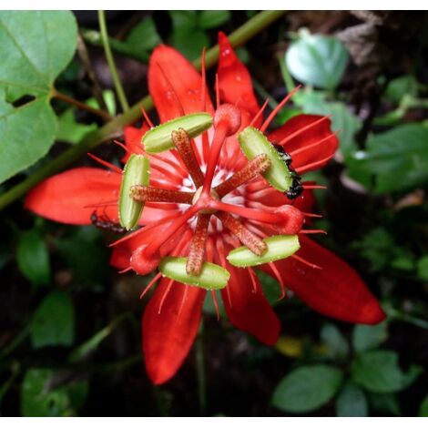  Passiflora Coccinea Pianta Rampicante In Vaso 9 Cm