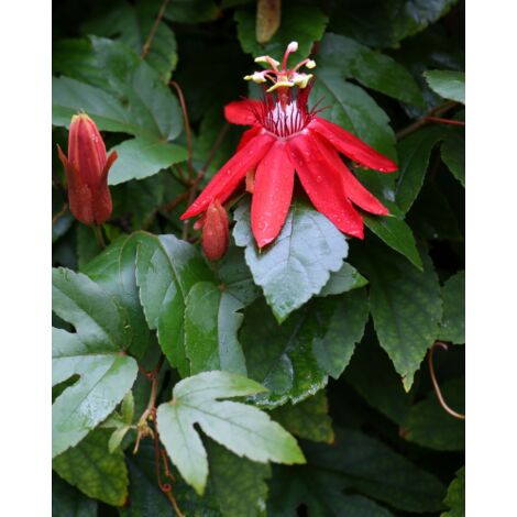  Passiflora Coccinea Pianta Rampicante In Vaso 9 Cm