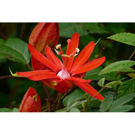  Passiflora Coccinea Pianta Rampicante In Vaso 9 Cm