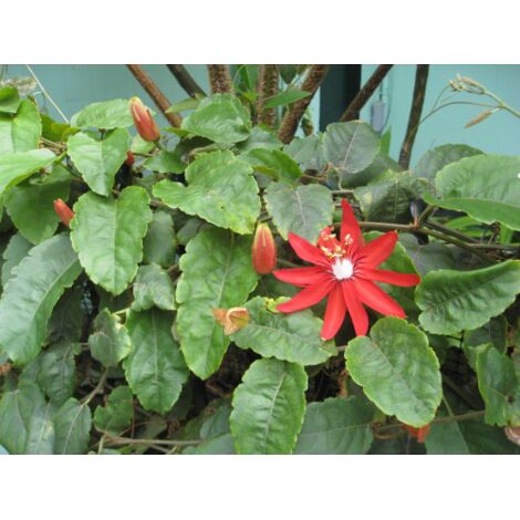  Passiflora Coccinea Pianta Rampicante In Vaso 9 Cm