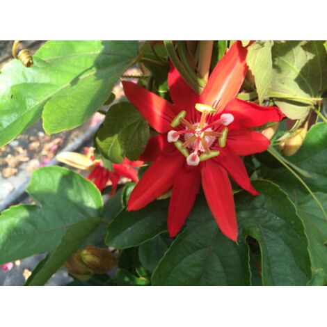  Passiflora Coccinea Pianta Rampicante In Vaso 9 Cm