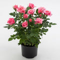  Rosa Rosa Tea Paesaggistica Pianta Di Rose In Vaso 16 Cm