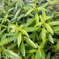  Lippia Citriodora - Ø 14 Cm