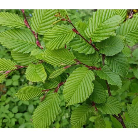  Carpino Bianco "Carpinus Betulus" Pianta Da Siepe In Vaso H. 80/100 Cm