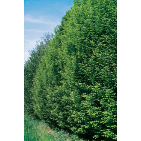  Carpino Bianco "Carpinus Betulus" Pianta Da Siepe In Vaso H. 80/100 Cm