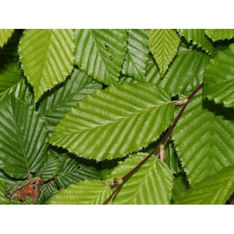  Carpino Bianco "Carpinus Betulus" Pianta Da Siepe In Vaso H. 80/100 Cm