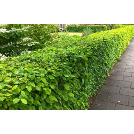  Carpino Bianco "Carpinus Betulus" Pianta Da Siepe In Vaso H. 80/100 Cm