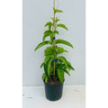  PIANTA DI PASSIFLORA EDULIS MARACUJA IN VASO 20 CM