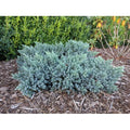  Ginepro Squamoso "Juniperus Squamata Blue Star" Pianta In Vaso 14 Cm