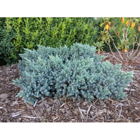  Ginepro Squamoso "Juniperus Squamata Blue Star" Pianta In Vaso 14 Cm