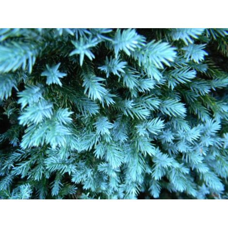  Ginepro Squamoso "Juniperus Squamata Blue Star" Pianta In Vaso 14 Cm