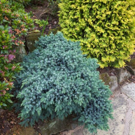  Ginepro Squamoso "Juniperus Squamata Blue Star" Pianta In Vaso 14 Cm