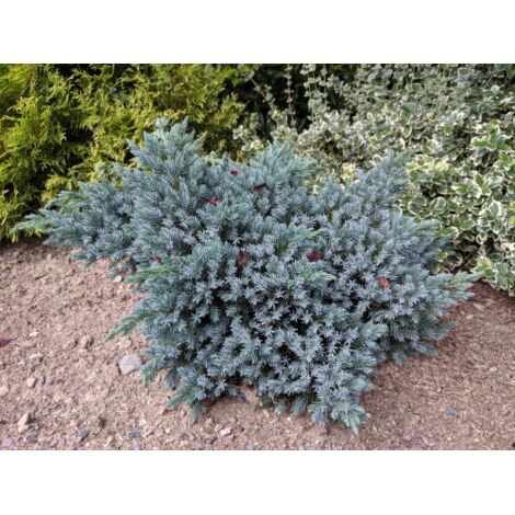  Ginepro Squamoso "Juniperus Squamata Blue Star" Pianta In Vaso 14 Cm