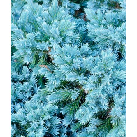  Ginepro Squamoso "Juniperus Squamata Blue Star" Pianta In Vaso 14 Cm