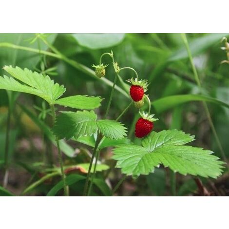  Fragola Da Bosco (vaso 10)