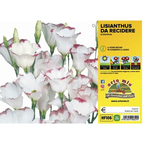  Lisianthus Da Recidere - 4 Piante - Orto Mio