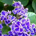  Pianta Duranta Ellisia In Vario Formato - Piante Da Giardino 14