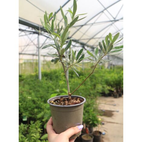  Ulivo Olivo "Olea Europea Cipressino" Pianta In Vaso 12 Cm Biodegradabile Mensa Olio