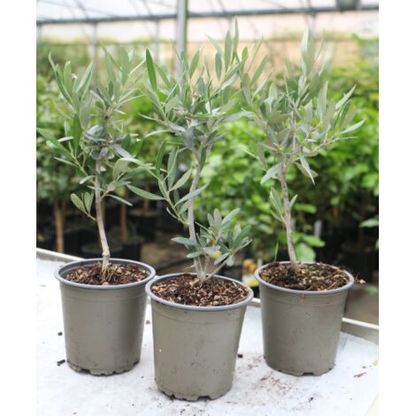  Ulivo Olivo "Olea Europea Cipressino" Pianta In Vaso 12 Cm Biodegradabile Mensa Olio