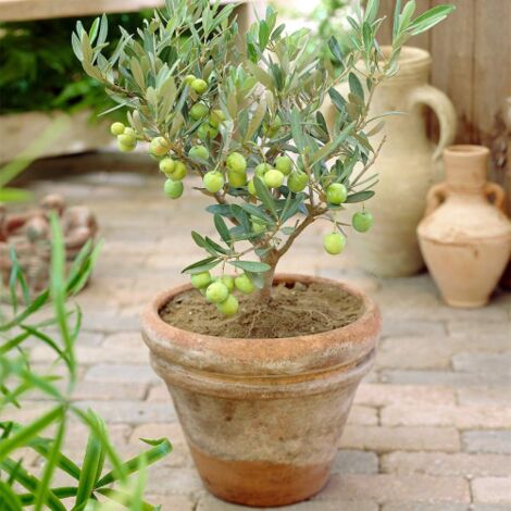  Ulivo Olivo "Olea Europea Cipressino" Pianta In Vaso 12 Cm Biodegradabile Mensa Olio