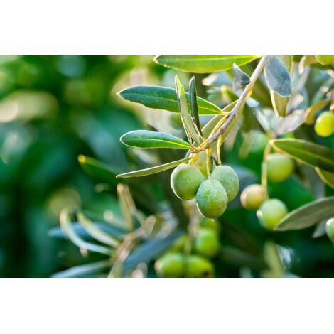  Ulivo Olivo "Olea Europea Cipressino" Pianta In Vaso 12 Cm Biodegradabile Mensa Olio