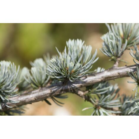  Cedro Del Libano Blu "Cedrus Libani Glauca" Pianta In Vaso 24 Cm H. 70/90 Cm