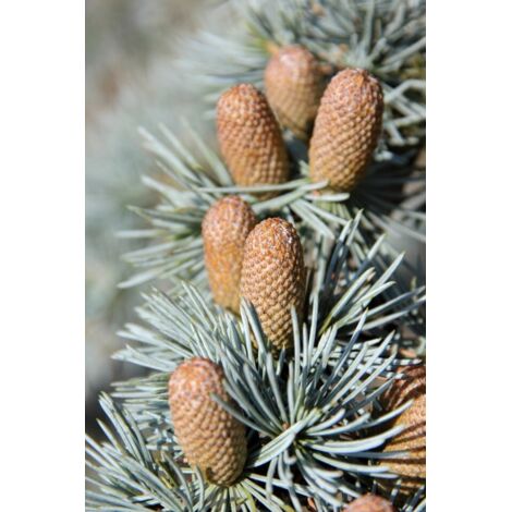  Cedro Del Libano Blu "Cedrus Libani Glauca" Pianta In Vaso 24 Cm H. 70/90 Cm