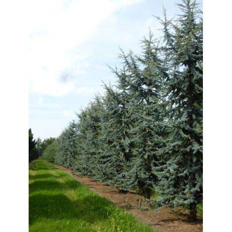  Cedro Del Libano Blu "Cedrus Libani Glauca" Pianta In Vaso 24 Cm H. 70/90 Cm