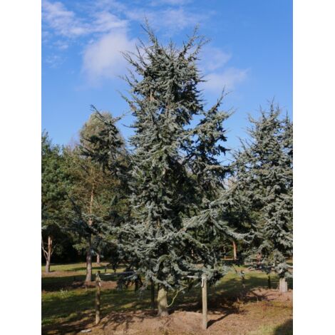  Cedro Del Libano Blu "Cedrus Libani Glauca" Pianta In Vaso 24 Cm H. 70/90 Cm