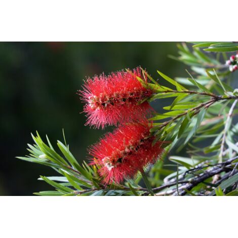  Callistemone "Callistemon Leavis" Pianta In Vaso 17 Cm H. 80/100 Cm