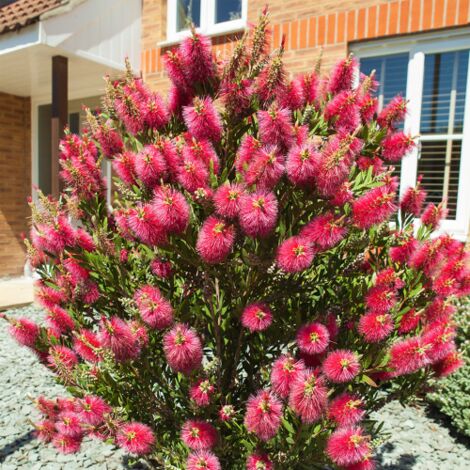  Callistemone "Callistemon Leavis" Pianta In Vaso 17 Cm H. 80/100 Cm