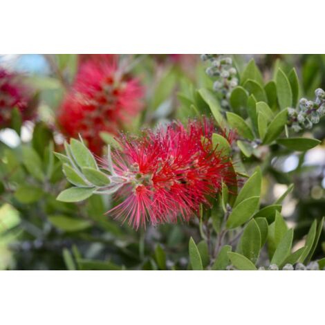  Callistemone "Callistemon Leavis" Pianta In Vaso 17 Cm H. 80/100 Cm