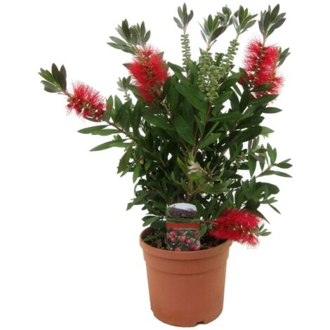  Callistemone "Callistemon Leavis" Pianta In Vaso 17 Cm H. 80/100 Cm
