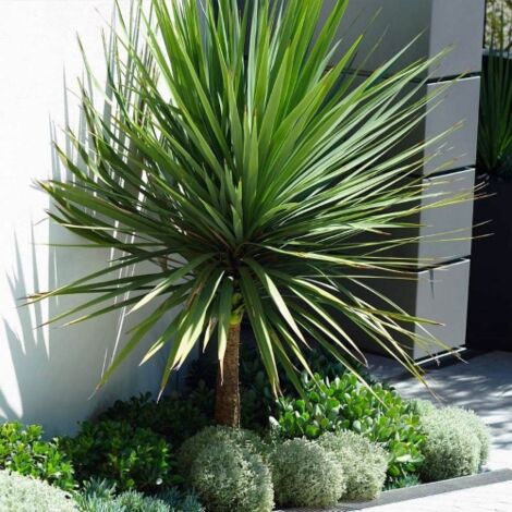  Cordilinea "Cordyline Australis" Pianta In Vaso H. 40/50 Cm