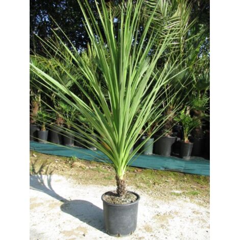  Cordilinea "Cordyline Australis" Pianta In Vaso H. 40/50 Cm