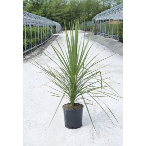  Cordilinea "Cordyline Australis" Pianta In Vaso H. 40/50 Cm