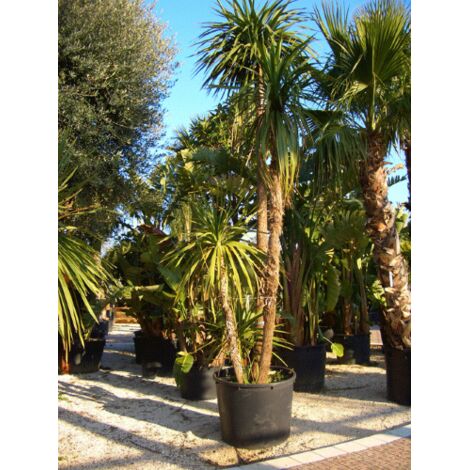  Cordilinea "Cordyline Australis" Pianta In Vaso H. 40/50 Cm