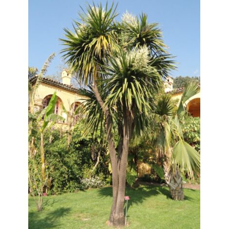  Cordilinea "Cordyline Australis" Pianta In Vaso H. 40/50 Cm