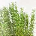  ROSMARINO OFFICINALE Ø 24 Cm