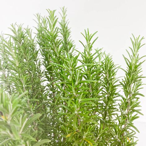  ROSMARINO OFFICINALE Ø 24 Cm