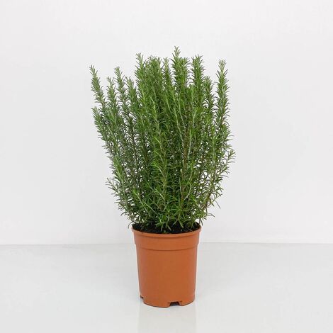 ROSMARINO OFFICINALE Ø 24 Cm