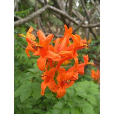  Bignonia Capensis "Tecomaria Capensis" Pianta Rampicante In Vaso H. 30/50 Cm